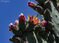 Las Flores del Cactus...