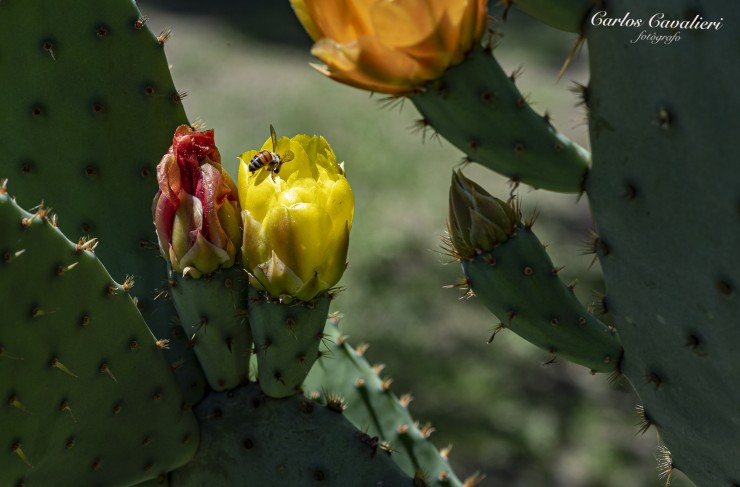 Foto 3/Las Flores del Cactus...