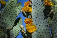 Las Flores del Cactus...