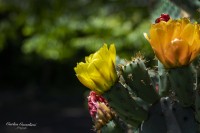 Las Flores del Cactus...