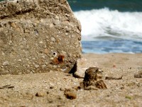 Lechuzas en la playa