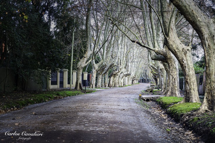 Foto 1/Leloir y sus arboles...