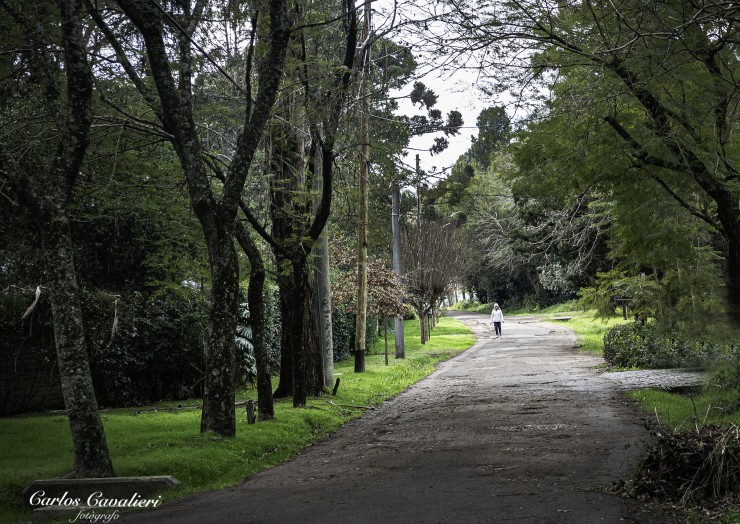 Foto 5/Leloir y sus arboles...