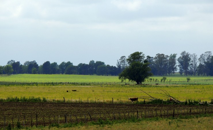 Foto 1/Campo pampeano