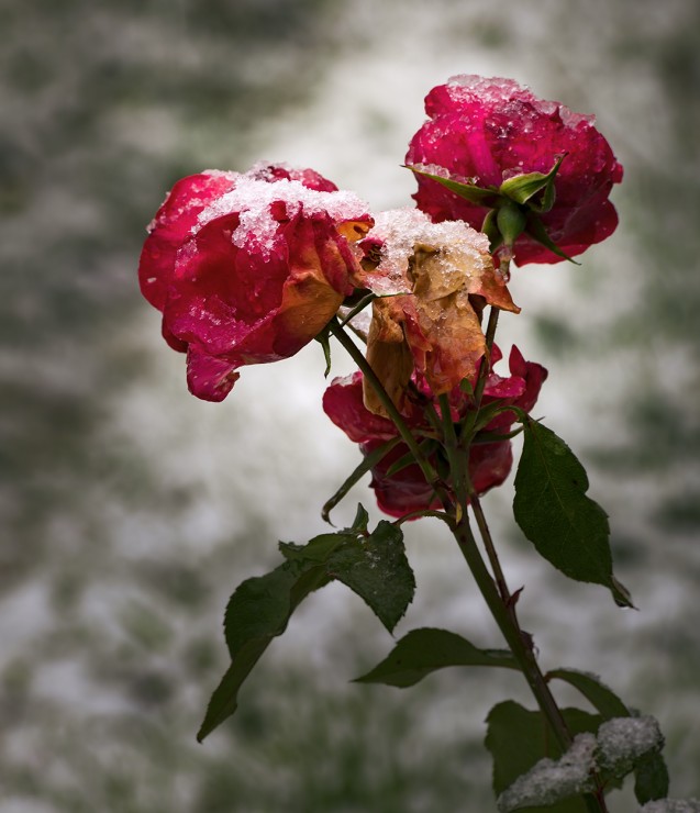 Foto 2/Rosas nevadas en el jardn