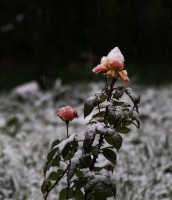 Rosas nevadas en el jardn