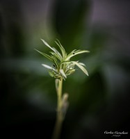 El jardin de invierno...