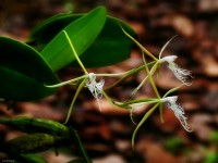 Orquideas