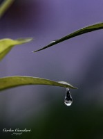 `El agua en el jardn`