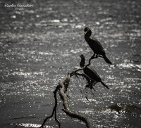 Las Alas del mar...