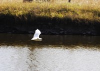 Volando con elegancia