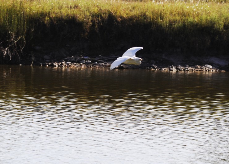 Foto 2/Volando con elegancia