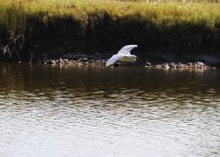 Volando con elegancia