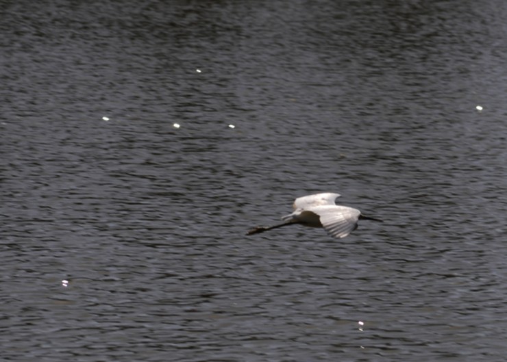 Foto 4/Volando con elegancia