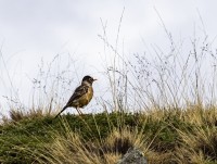 `Aves patagonicas...`