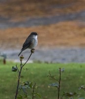 `Aves patagonicas...`