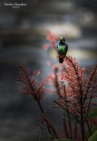 `Aves patagonicas...`