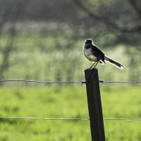 `Aves patagonicas...`