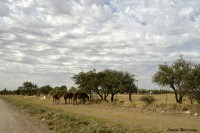 Caballos a la vera del camino