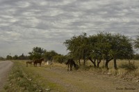 Caballos a la vera del camino