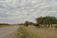 Caballos a la vera del camino