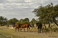 Caballos a la vera del camino