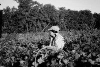 Trabajadores Golondrina