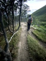 Los bosques de Tierra del Fuego