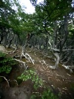 Los bosques de Tierra del Fuego