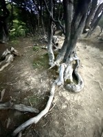 Los bosques de Tierra del Fuego