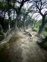 Los bosques de Tierra del Fuego