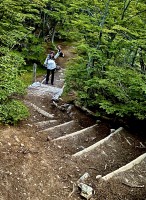 Los bosques de Tierra del Fuego