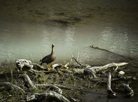 La Vida de los Cauquenes patagonicos.