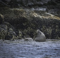 La fauna patagonica...