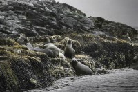 La fauna patagonica...