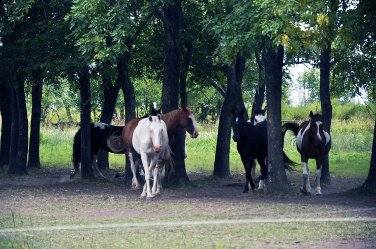 Foto 2/Curiosidad equina