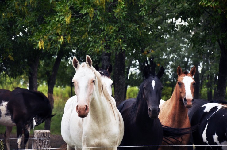 Foto 4/Curiosidad equina