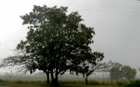 Apotesico inicio de la primavera en Cuba