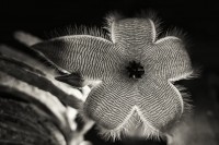 stapelia Hirsuta