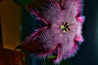 stapelia Hirsuta