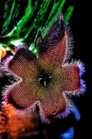 stapelia Hirsuta