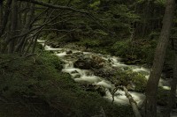 La belleza del bosque fueguino...