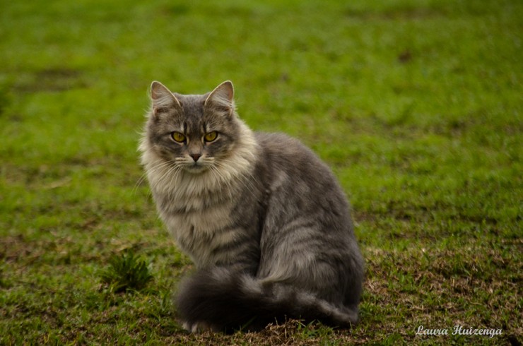 Foto 1/Gatos del campo