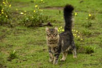 Gatos del campo