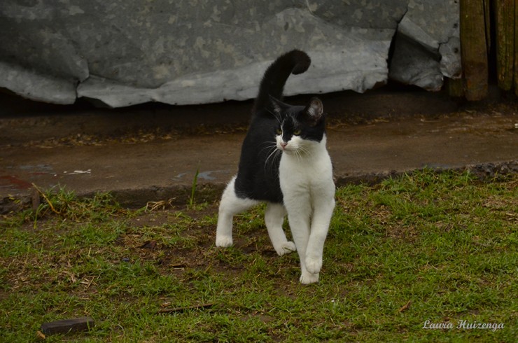 Foto 3/Gatos del campo