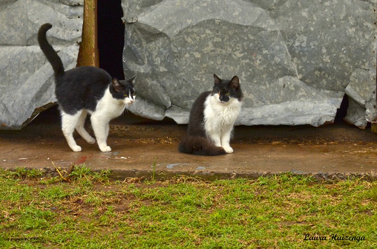 Foto 4/Gatos del campo