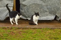 Gatos del campo