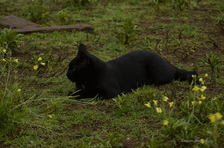 Foto 5/Gatos del campo