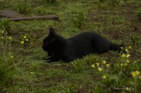 Gatos del campo