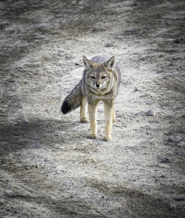 Foto 2/La Fauna Patagonica...